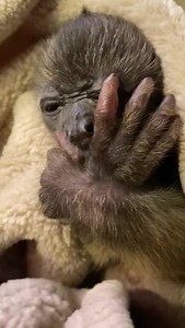 What better way to start the day than seen Kiwi waking up from her nap.🥱 Did you know? 🤔 Around her third month, she will start kindergarten. She will interact with monkeys of similar ages to play and develop physical and social skills. Remember you can help us help them by donating to our campaign Drives for Life, follow the next link for more information https://www.jaguarrescue.foundation/en-us/Driveforlife | Jaguar Rescue Center