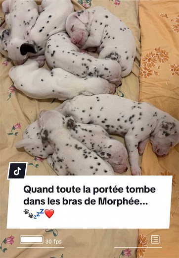 Salut les humains, c'est Néo ! 😎 Aujourd'hui, c'est calme plat à l'élevage ! Les petits trésors de Swan et Wang-Ja ont épuisé toute leur batterie et se sont tous endormis les uns contre les autres... 🫠✨ Regardez-moi ce tas de douceur ! C'est le moment le plus craquant de la journée : les petites respirations apaisées, les coussinets roses en l'air et les gros dodos en bande. On pourrait les regarder dormir pendant des heures sans se lasser ! 🐾🤍😴 Une vraie dose de sérénité et de tendresse po