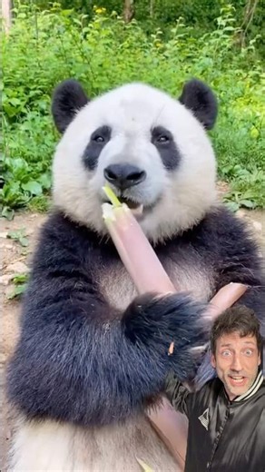 The Giant Panda is SO UNDERRATED