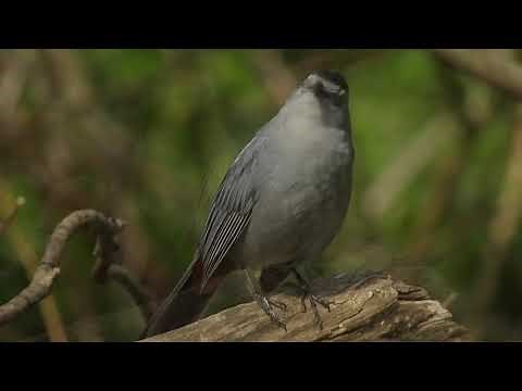 How the Catbird Got Its Name