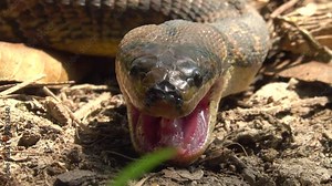 Close-up snake open a mouth in the forest