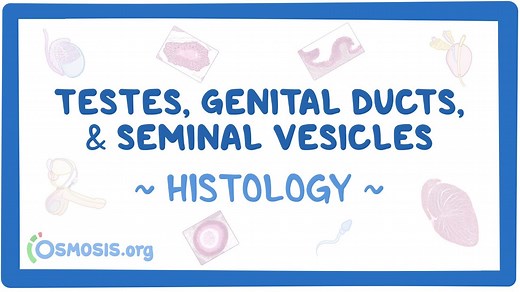 Testis, ductus deferens, and seminal vesicle histology: Video, Causes, & Meaning | Osmosis