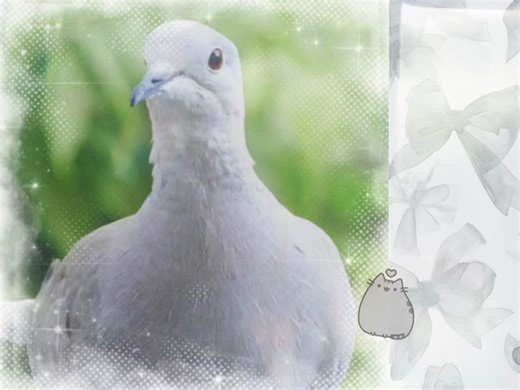 Eurasian Collared Dove: A Symbol of Peace