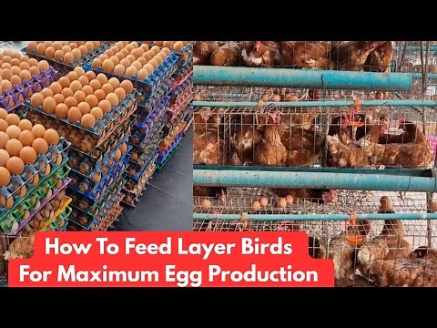 MAXIMUM Egg Production SECRETS for Layer Birds!