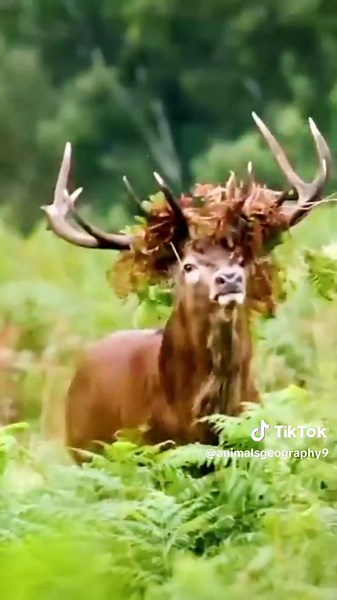 Exploring Fascinating Deer Facts in America