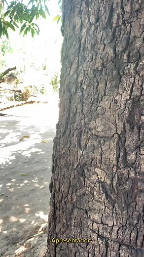 Fun Interactions with Nature: Tree Surprises