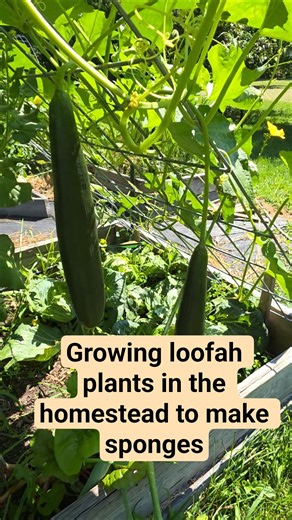 Growing loofah plants in the homestead to make sponges