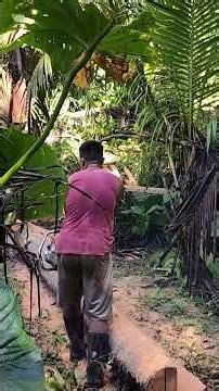 Chainsaw Operator 2,000 per day