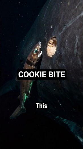 This Tiny Shark Takes Cookie Shaped Bites🦈