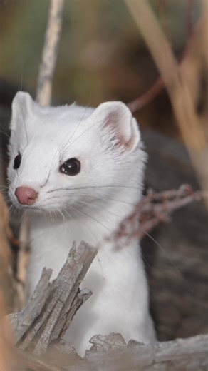 Handsome little terror... Long-tailed weasel in Yellowstone... Excuse the camera movement. This guy led a merry chase and I was huffing and puffing... | T. Lyn Neufeld Photography