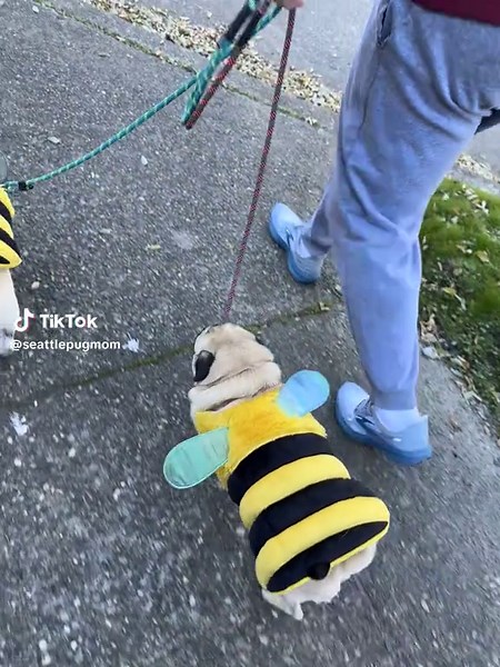 Exploring Neighborhood Bees and Pets