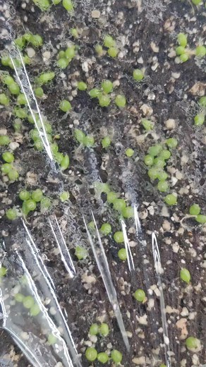 24K views · 910 reactions | Peyote Lifecycle. #peyotecactus #cactuslover #cactus #peyote #plantsmakepeoplehappy #plantsplantsplants #succulents #plantsofinstagram #plants #cacti | Sacred Buttons | Facebook