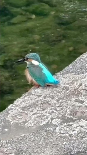 めちゃ可愛い鳥さんこんにちは！so cute bird hello! #relaxing #cute #peace #bird #kawaii #nature #asmr #shorts