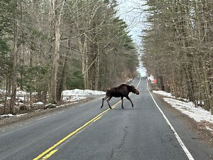 Two moose seen crossing the road in Barkhamsted
