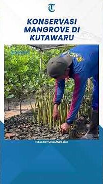 Melihat Konservasi Mangrove Simanja di Kutawaru Cilacap Jadi Pusat Edukasi dan Ekowisata