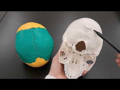 Skull Anatomy Series - The Occipital Bone - Part 6 of 9