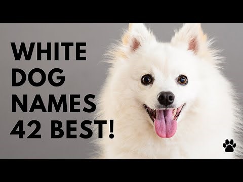 🐕 White Dog Names - 42 BEST & CUTE Ideas Like ✨ Sparkle | Names