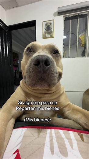 El más Preciado: La Vida de un Perro Víkingos