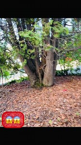 25K views · 547 reactions | Fattest #squirrel I never seen before  | Nature_with_guri | Facebook