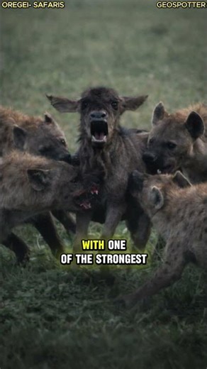 Wildebeest Begs for Its Life 😢 - But There’s No Mercy 💀