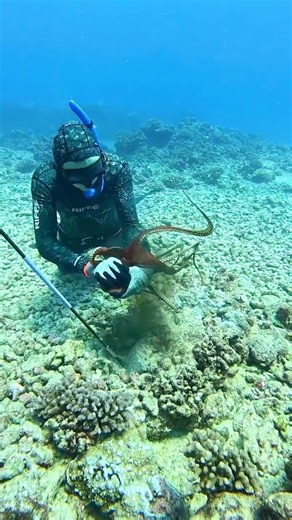 How We Catch Octopus in Hawaii #spearfishing #octopus