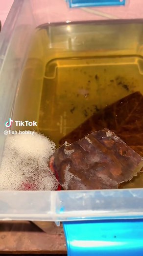 Full moon betta getting ready to breed by demonstrating its huge bubble nest #fishhobby #aquarium #fish #fullmoonbetta #betta #bettabreedernepal #bettabreeder #bubblenest