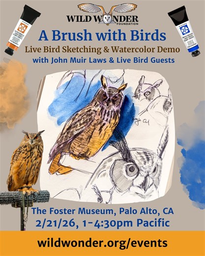 Wild Wonder Foundation on Instagram: "Join John Muir Laws, live ambassador birds from Native Bird Connections, and Scott Stevenson from Daniel Smith Artists’ Materials for a vibrant and colorful afternoon of sketching live birds and a fascinating watercolor hands-on demo. Bring your nature journal kit and your curiosity! February 21, 2026 1-4:30pm Pacific time, The Foster Museum, Palo Alto, CA LIVE BIRD SKETCHING Enjoy this rare opportunity to sketch live ambassador birds from Native Bird Connec