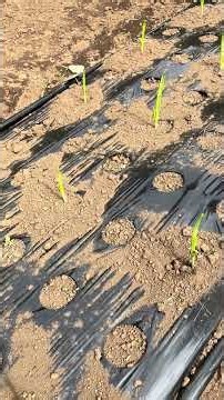 ニンニクの芽出し作業。植え付けから1週間たっと、マルチの穴からニンニクの芽が出てきます。もし出ていなかったら、マルチの下に隠れています。深植えしたら特に要注意ですね。