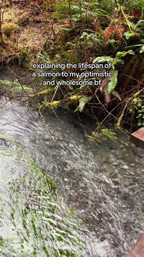 he must like my rarely fun and mostly bleak facts because this happens all the time we got to see salmon spawning in the Hoh River in real time! it’s a sad but inspiring lifecycle and so cool to accidentally witness (also very smelly) they swam hundreds of miles from the pacific ocean to get back here, to their natal stream. they make the long journey swimming upstream, while actively decomposing. then when they arrive, they release their eggs and pass on. then the cycle repeats itself! their re