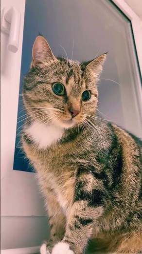 Cat after vet visit…and anesthesia…