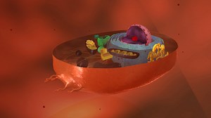 Célula humana_human cell free download - Download Free 3D model by oscarjimenez