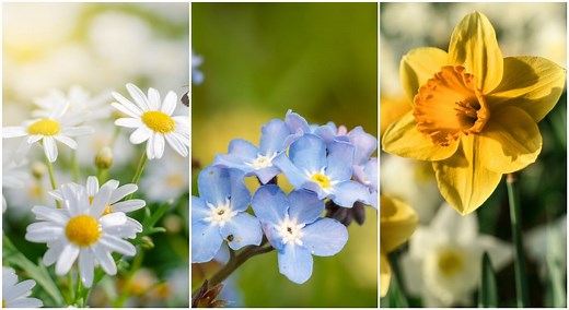 Top 21 des plus belles plantes et fleurs