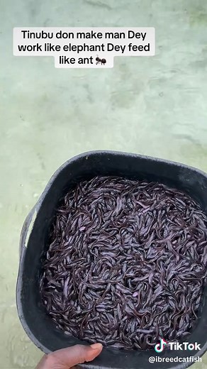 Fish Farming in Nigeria: Start Your Journey Today
