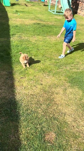 First time ever getting Winnie our Cockapoo 🐶 I was so happy. #cockapoopuppies #puppy #cockapoo
