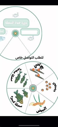 دورة حياة الأسماك للأطفال: مطويات تعليمية