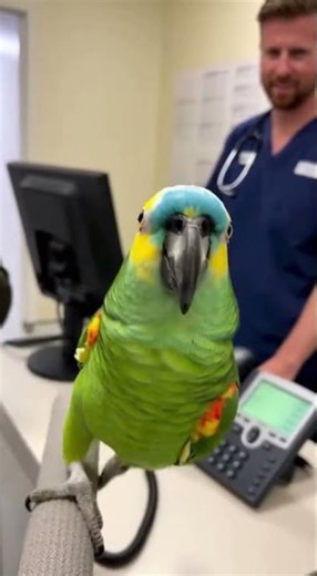 Talking Parrot Answers the Clinic Phone First 📞