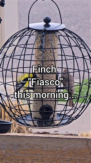 I predict this sound will be utilized often this nesting season 😅 🐦💢🐦 #birdsoftiktok #birdfeeder #birdfeedertok #birdwatching #funnybirds #birdfight #backyardbirds #birdsofcolorado #fyp #fypシ゚viral