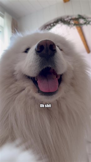 Free husband available 🤗 #selfiecam #fun #comedy #dog #samoyed | Samoyed