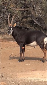 23K views · 227 reactions | Textbook perfect shot on this magnificent Sable bull at Tom Miranda Hunting Safaris s! Can you hear the excitement in the blind? #perfectshot #sable #crossbowhunting #excitement | Wild & Jag / Game & Hunt | Facebook
