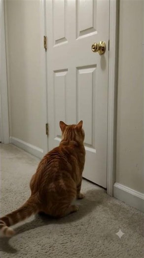 Why use the handle when you can use the WHOLE CAT? #cat #funny #funnycats