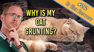 Is It Normal For My Cat to Grunt and Snore (and should you worry)? — Our Pet's Health