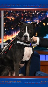 1.7M views · 75K reactions | Sam Waterston will give you just a few reasons to adopt Norbert from North Shore Animal League America. They may not be factual, but he sure is cute. Click the link in our bio for more info! #Colbert #GetYourRescueOn | The Late Show with Stephen Colbert | Facebook