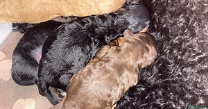 Beautiful Miniature/Toy poodles  for sale in Newark | Pets4Homes