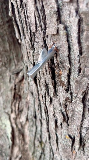 Maple tap in tree.