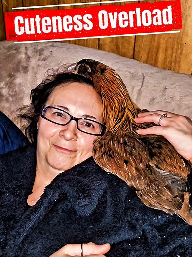 Chicken Cuddle Goals: Neck Hug on Mom! 🐔❤️ #thechickenmathchannel #fyp #cuteanimals #chickens #love
