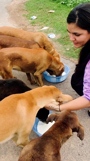 Yeh sab pe apna hukum chalata hai #puppy #puppies #puppylove #puppylovers #puppylife #dogmother #dogmom #dog #dogs #dogfood #doglife #doglover #doglovers #supportus #blessings #love #reels #viral #instareels #insta #instagram #fb #fbreels #fbreelsvideo #fbreelsfypシ゚viral | Bezubaanjaan1517