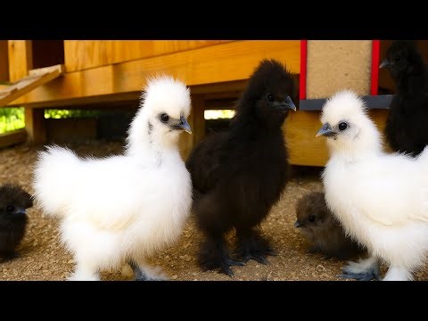 Cute Fluffy Silkie Chickens in the Coop: LIVE