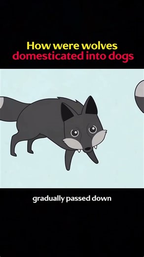 How were wolves domesticated into dogs #knowledge #science