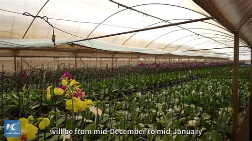 6.1K views · 58 reactions | Immerse yourself in the vibrant colors and captivating aromas as Yunnan Province, China's leading flower production hub, prepares for the peak of Chinese New Year flower season | Xinhua Culture&Travel | Facebook