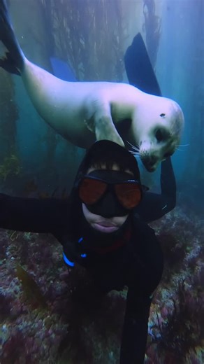 Rusty Hunter on Instagram: "The closest I’ve gotten to a living dream. Mixing it up a bit in this video to show what this interaction actually looks like in real time underwater. Hoping for more moments like this soon. #seal #harborseal #socal #ocean #marinelife"